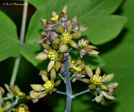{Caulophyllum thalictroides}